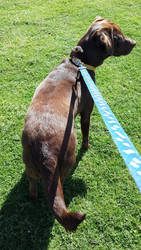 Teal Chocolate labrador