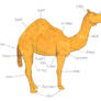 Camel Diagram