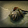 Hermit Crab Overcomes Shyness