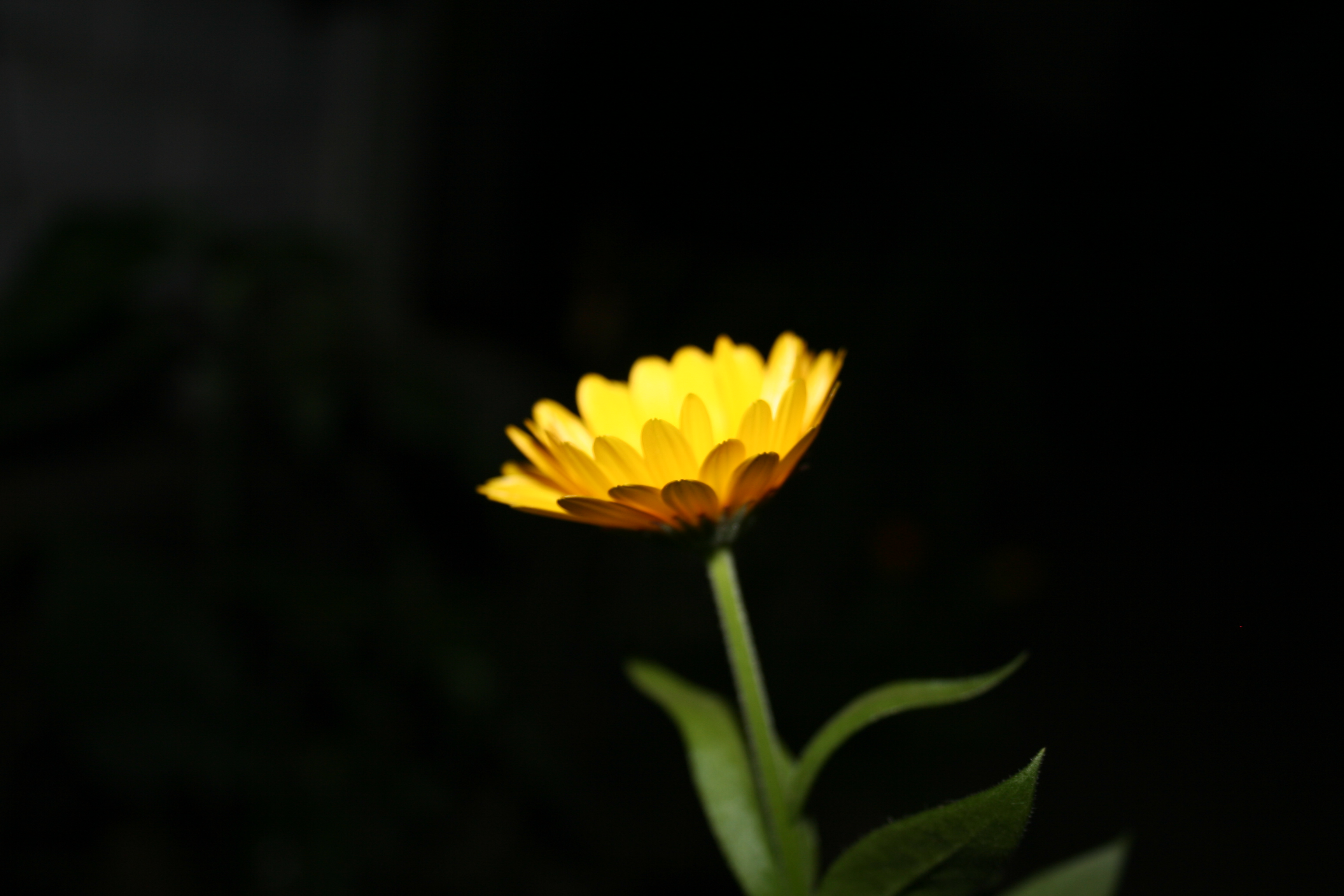 Flower 1