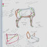 Elk Anatomy Studies