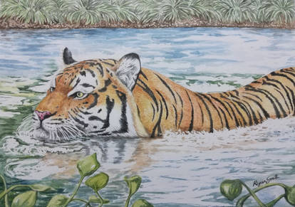 Swimming Tiger - watercolors 