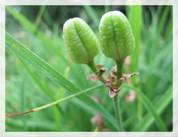 Green Seed