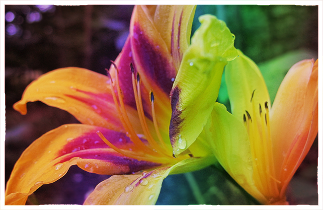 Rainbow flower