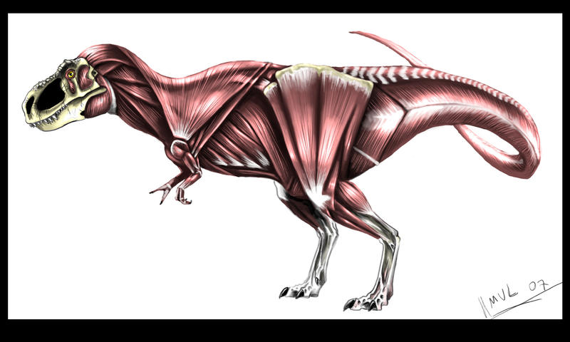 T - Rex reconstruction - color by highdarktemplar on DeviantArt T - Rex reconstruction - color by highdarktemplar on DeviantArt