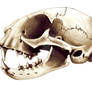 Cat skull