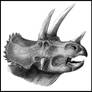 Triceratops horridus portrait