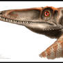 Coelophysis bauri portrait