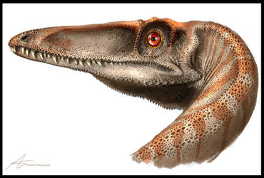 Coelophysis bauri portrait