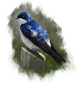 Golondrina chilena (Tachycineta meyeni)