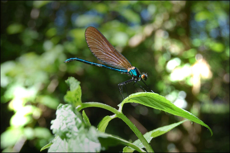 Dragonfly Deviantart Dragonfly by MessiMutt on DeviantArt