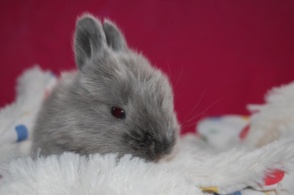 Mini Satin Rabbit Baby baby satin .4 by MessiMutt on DeviantArt