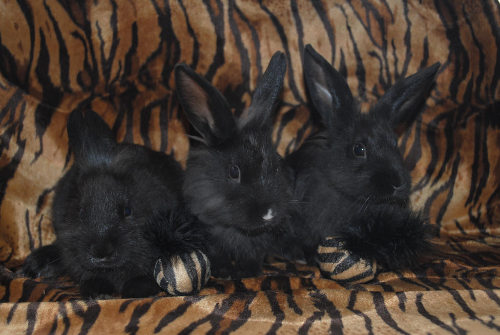 Handreared Rescue Buns.