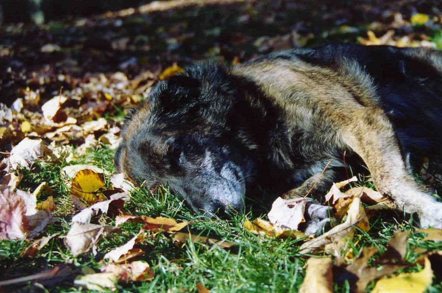 Snooze in the Fall