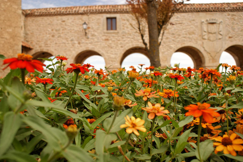 Flores en el mirador