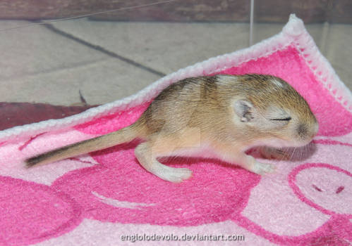 Gerbil pups fifteen days