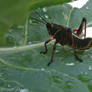 Southeastern Lubber Grasshopper - Four