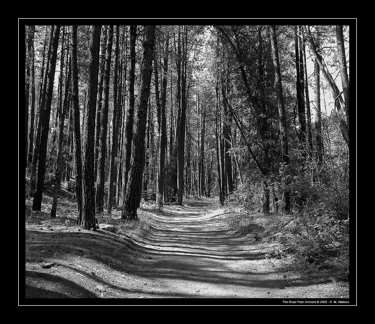 The Road Past Orchard