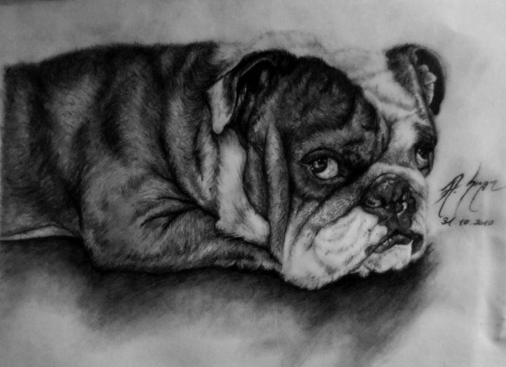 Bulldog Drawing