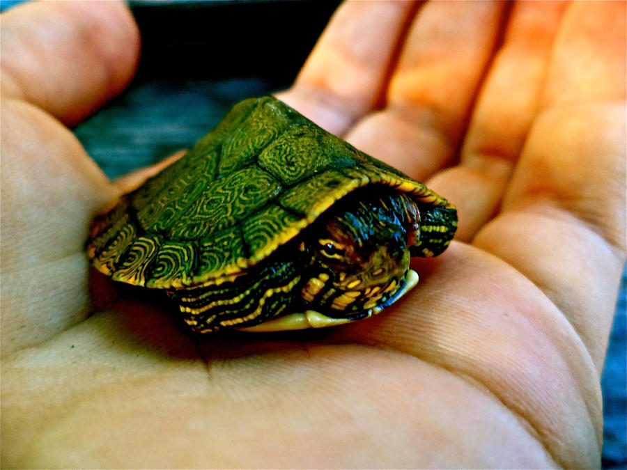 Turtle