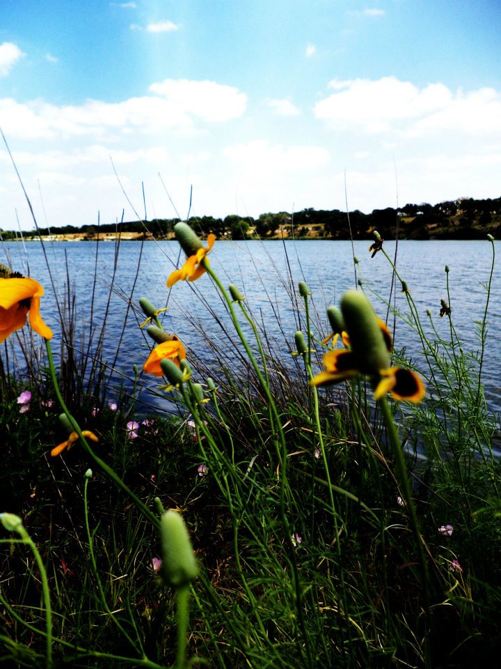 Lake and flowers