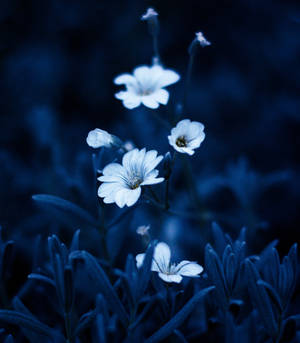 White Flowers