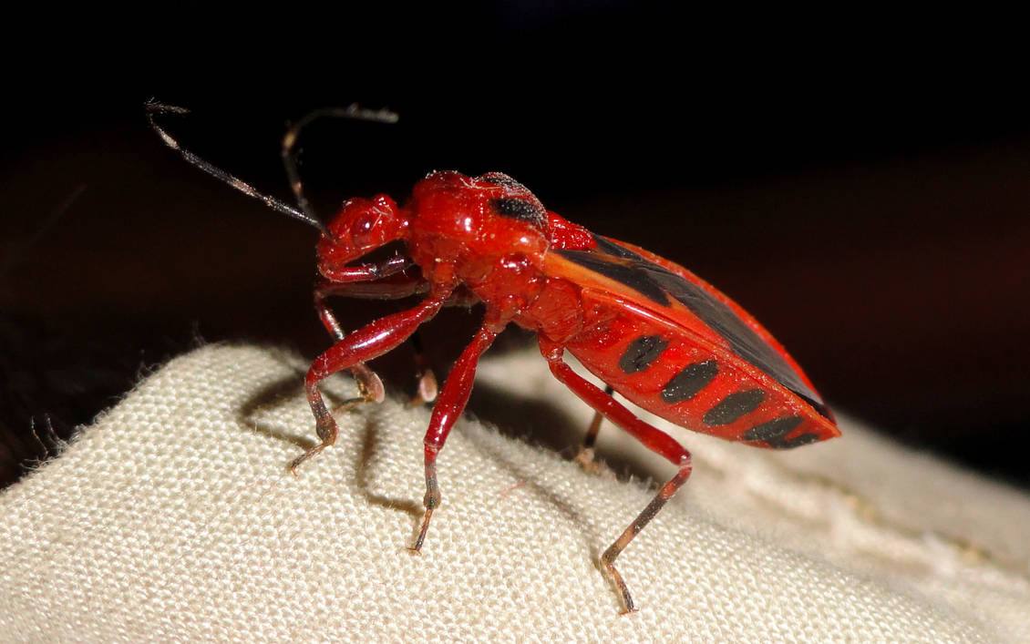 Red Shot Insect Types Of Red Insects | Insect Bites: Identifying 12 Bug Bites With ...