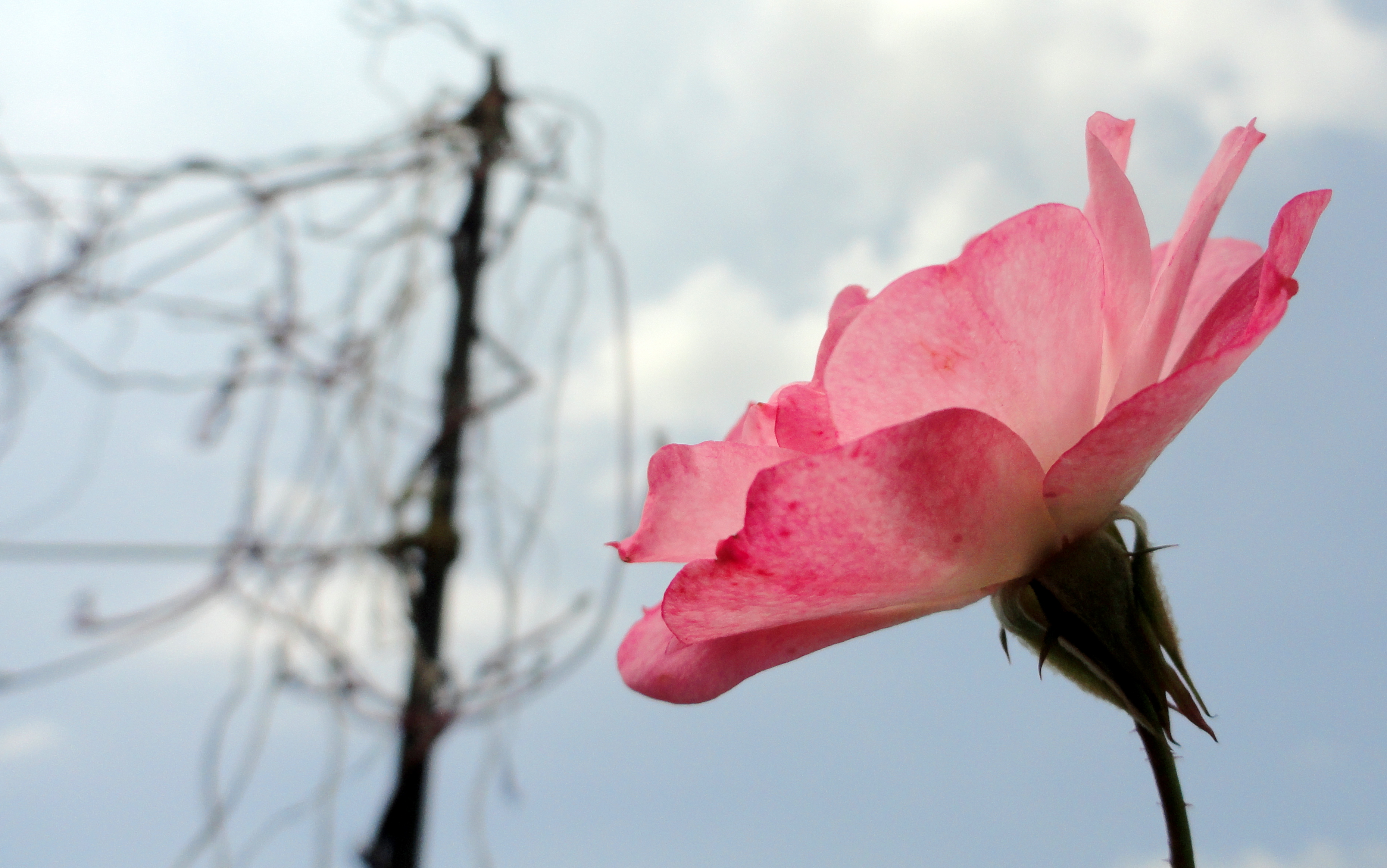 Pink Flower