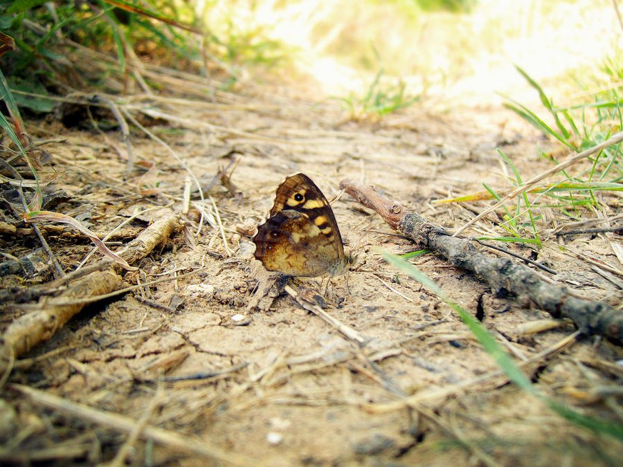 Butterfly