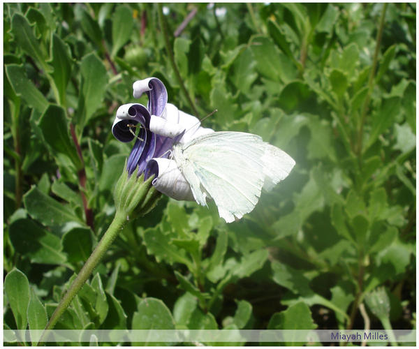 Shining Butterfly