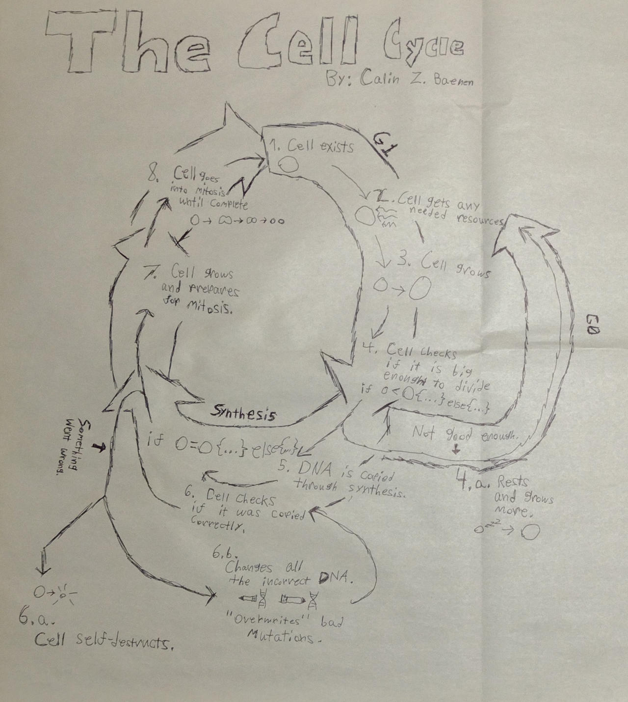 The Cell Cycle by KattyTheEnby on DeviantArt Biology Diagrams