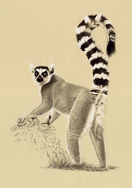 Lemur