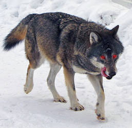 Demon wolf