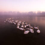 Dial S for Seventy Swans by DanielZrno