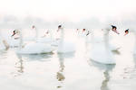 Swan White by DanielZrno