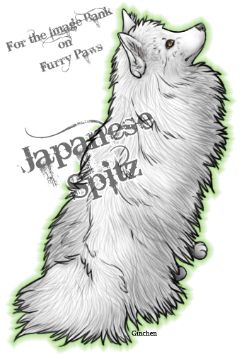 ImBa Japanese Spitz