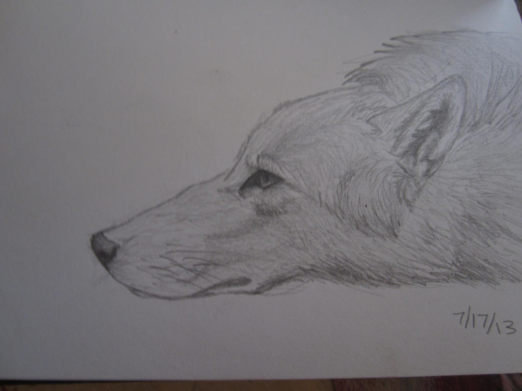 wolf sketch