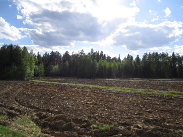 Field Landscape