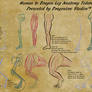 Human to Dragon Leg Anatomy Tutorial