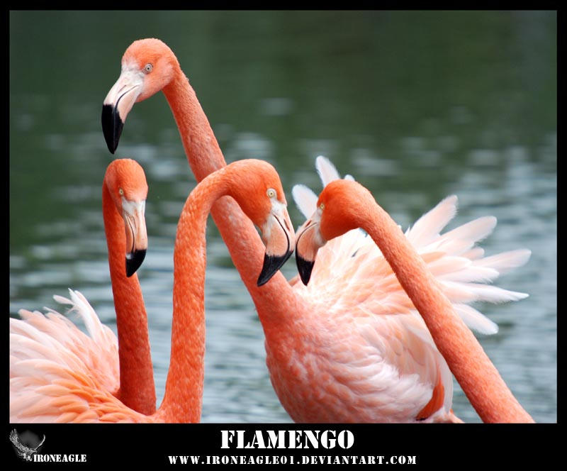 Flamengo by IronEagle01 on DeviantArt