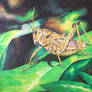 Patient Grasshopper