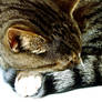 sleeping cat__ cat photos ftw