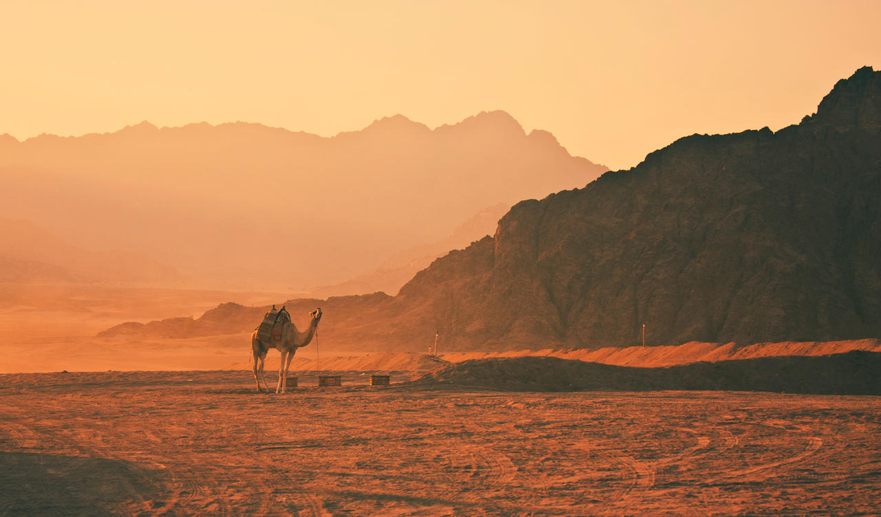 Sunset Camel