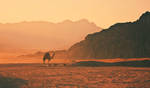 Sunset Camel by jamminsession