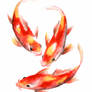 Asian Koi