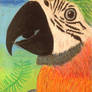 Parrot in Oil pastels