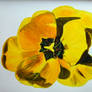 yellow poppy 