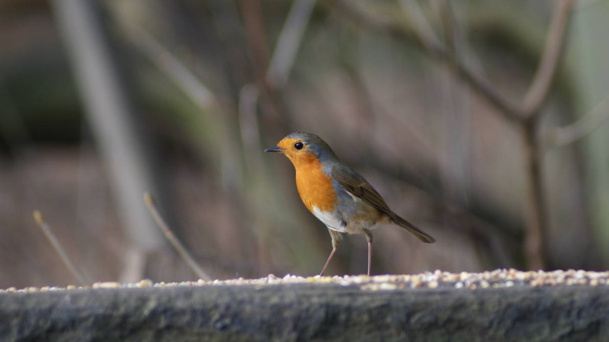 Robin Red Breast by BoyWonderRobin