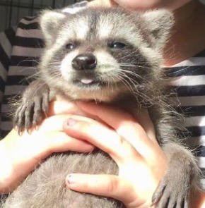 Cute raccoon of the day by Cinnacrossing7 on DeviantArt
