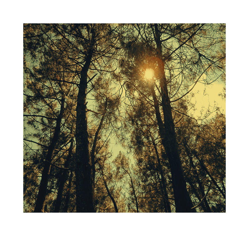 Fading Tree Under the fading trees in color by siso-photography on DeviantArt